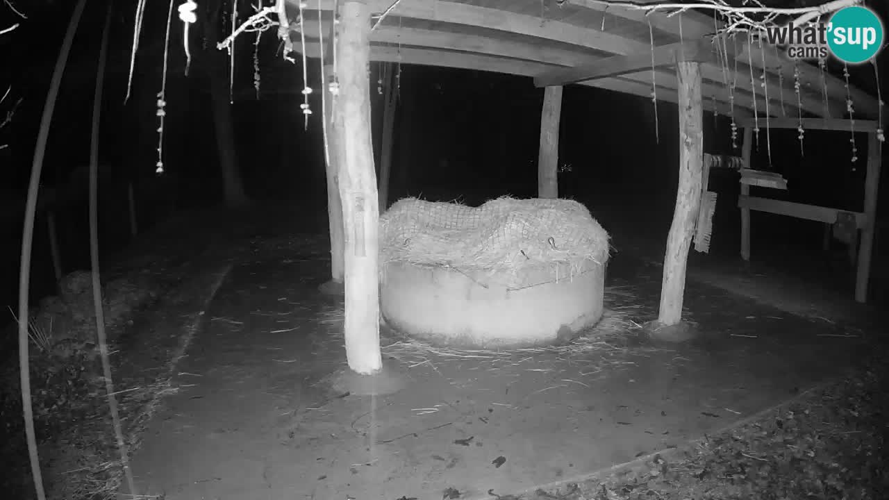 Live webcam Zebras in Ljubljana ZOO – Slovenia