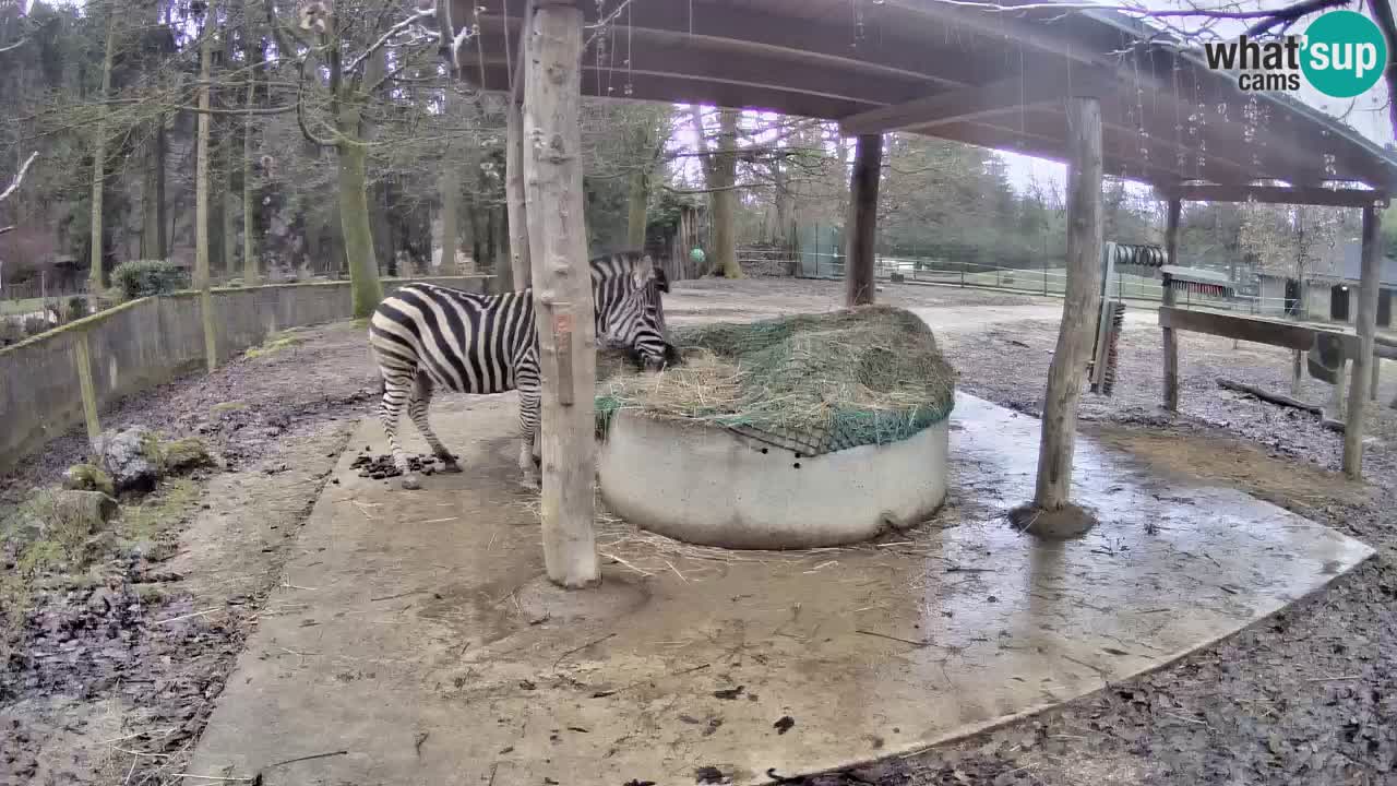 Live webcam Zebras in Ljubljana ZOO – Slovenia