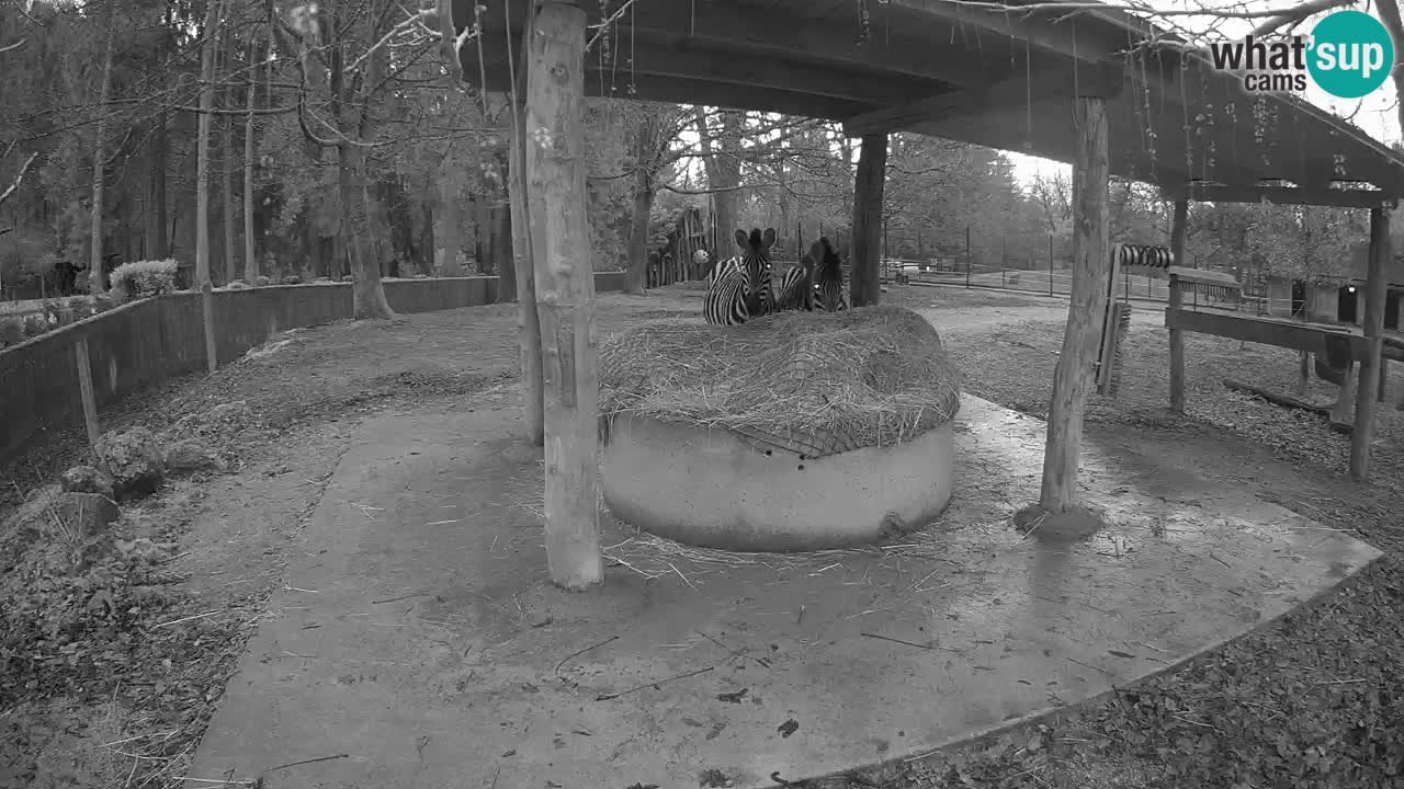 Le Zebre nello ZOO di Ljubljana – Slovenia Live webcam