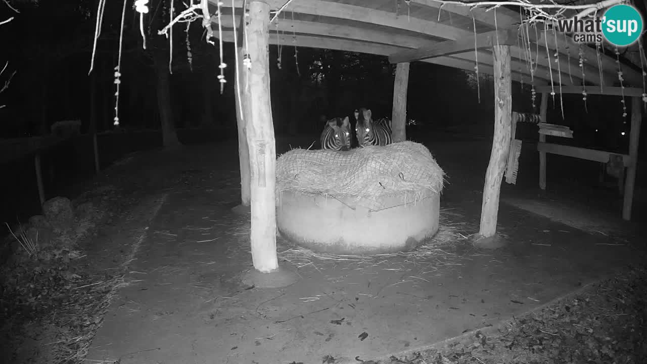 Le Zebre nello ZOO di Ljubljana – Slovenia Live webcam