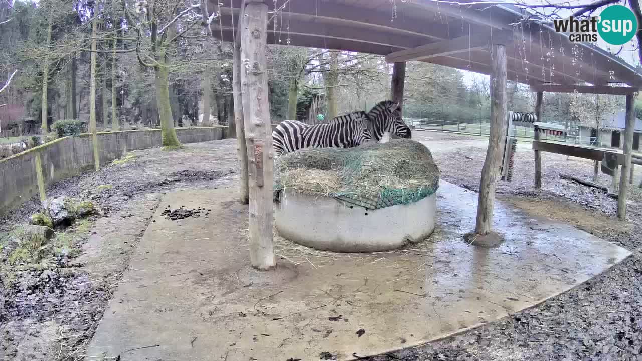 Zebre v živo v živalskem vrtu Ljubljana ZOO spletne kamere