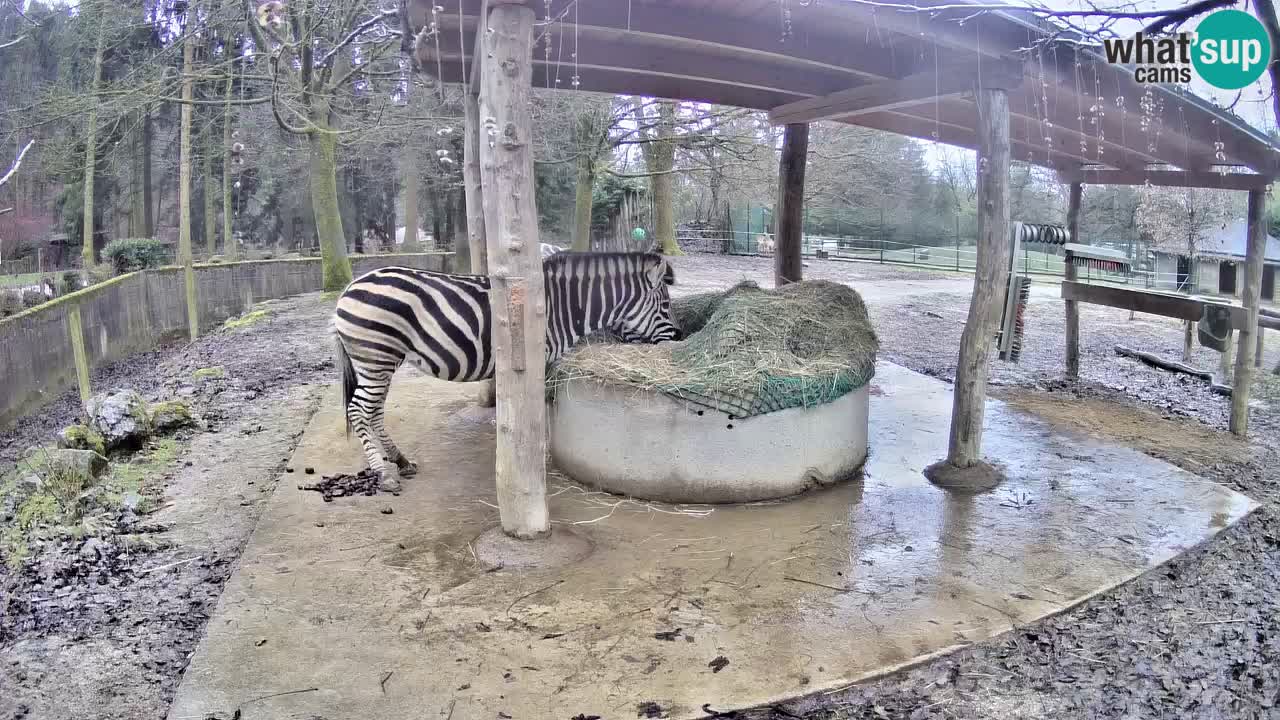 Live webcam Zebras in Ljubljana ZOO – Slovenia