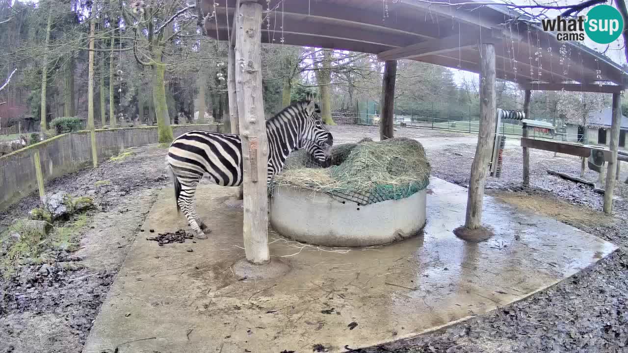 Zebre v živo v živalskem vrtu Ljubljana ZOO spletne kamere