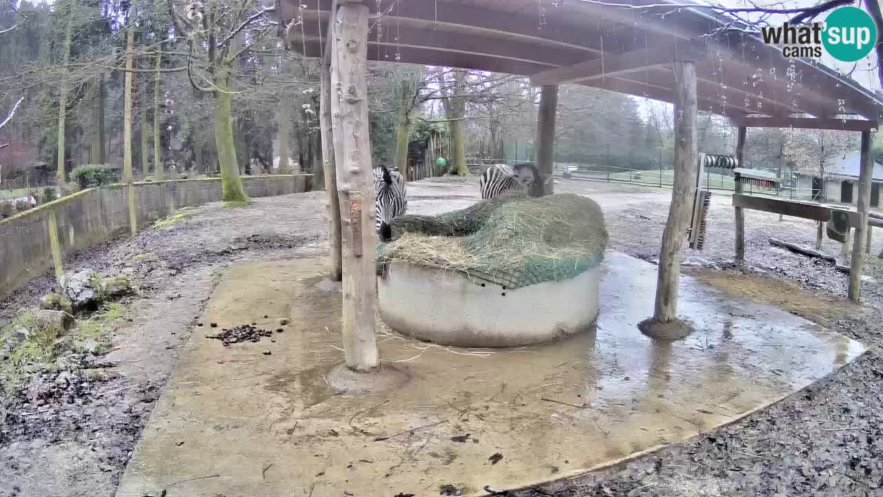 Camera en vivo Cebras in Ljubljana ZOO – Eslovenia