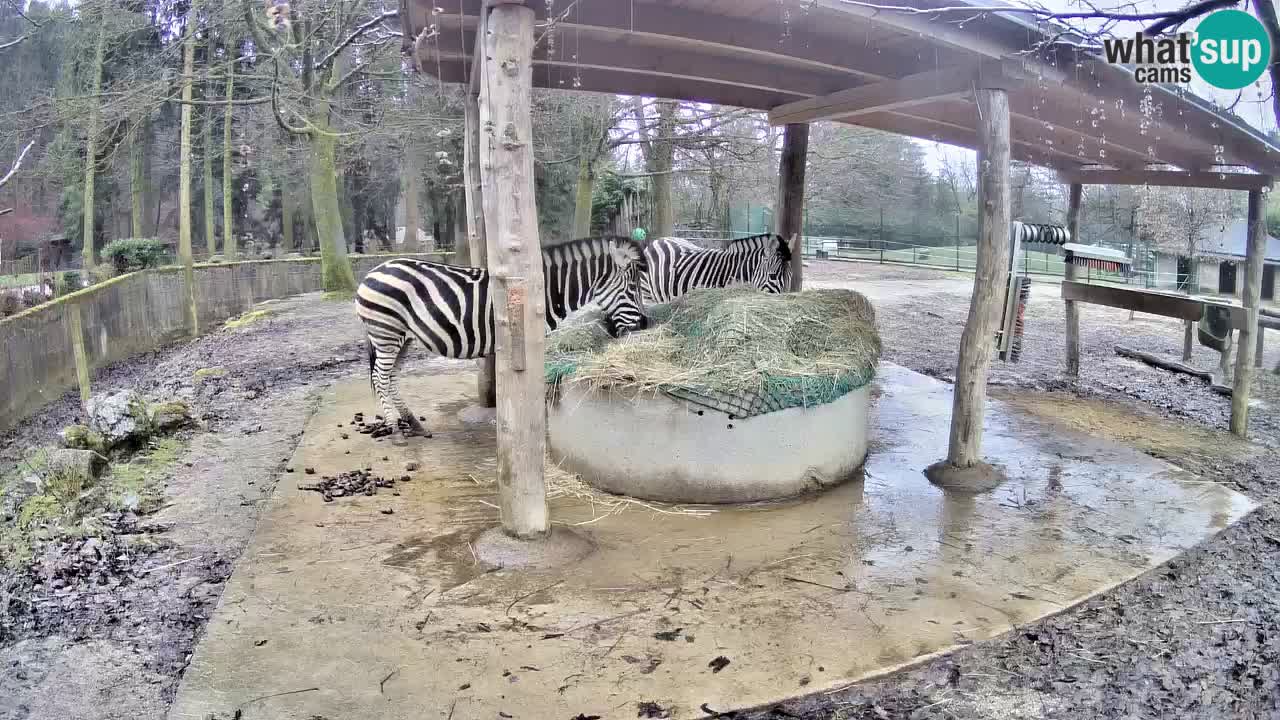 Live Webcam Zebras in Ljubljana ZOO – Slowenien