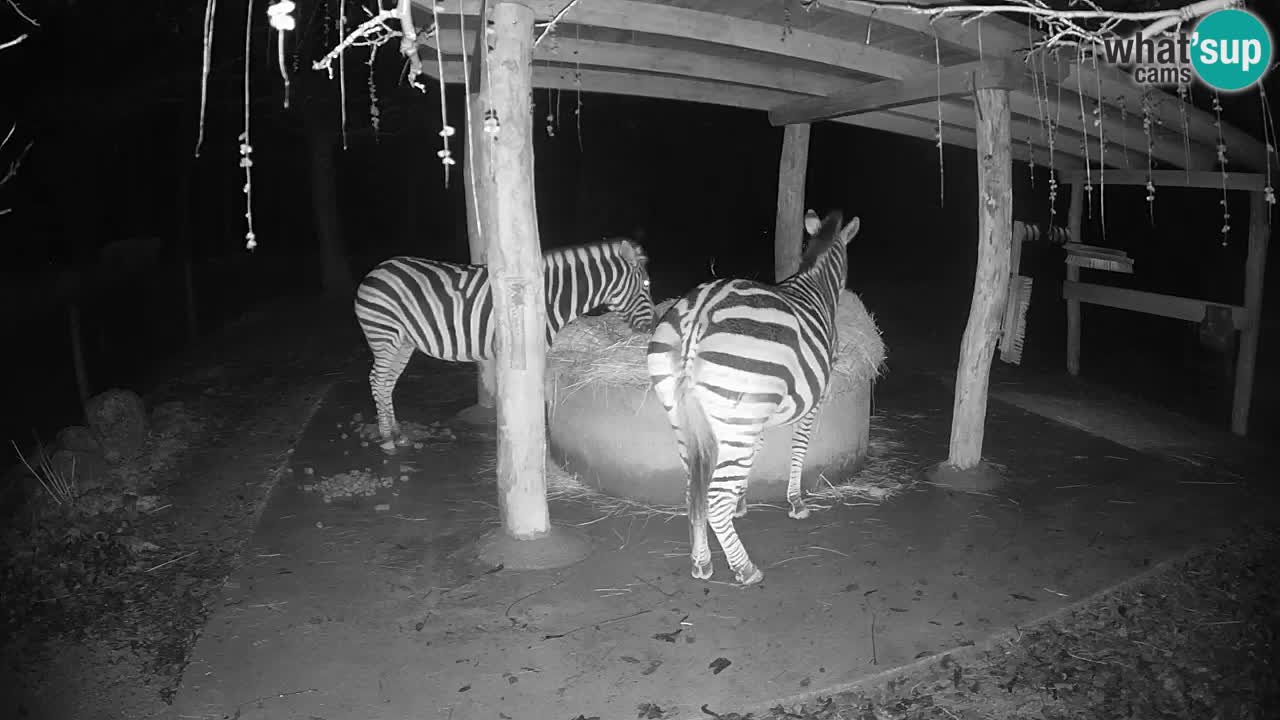 Live Webcam Zebras in Ljubljana ZOO – Slowenien