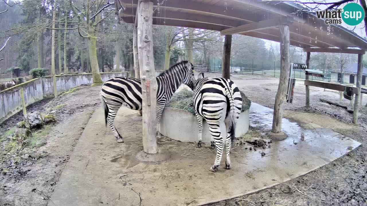 Web kamera uživo Zebras u ZOO Ljubljana – Slovenija