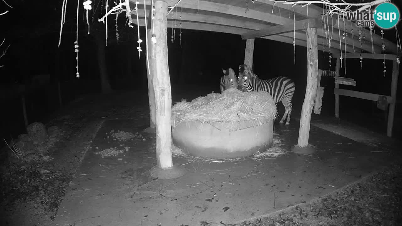 Live Webcam Zebras in Ljubljana ZOO – Slowenien