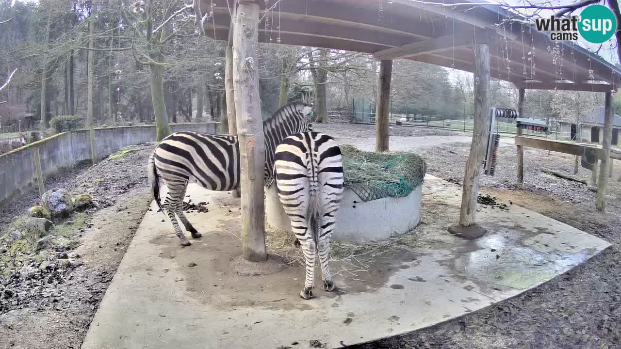 Live webcam Zebras in Ljubljana ZOO – Slovenia