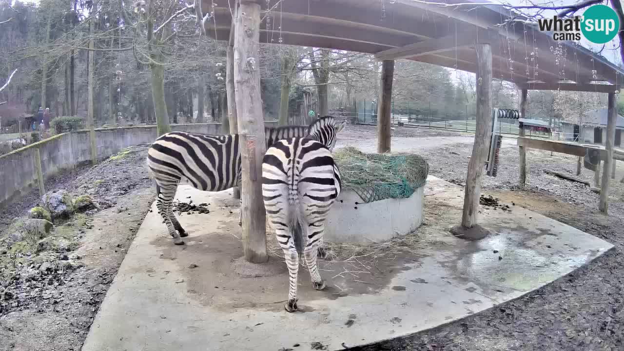 Live webcam Zebras in Ljubljana ZOO – Slovenia