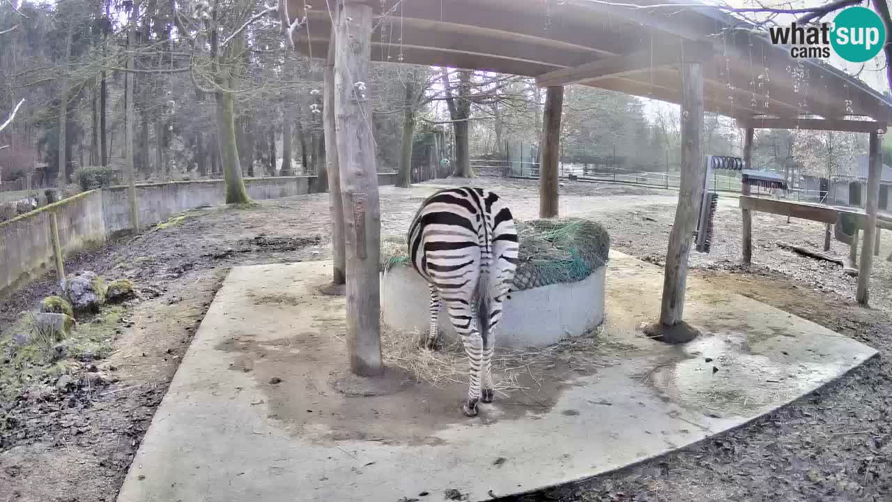 Zebre v živo v živalskem vrtu Ljubljana ZOO spletne kamere