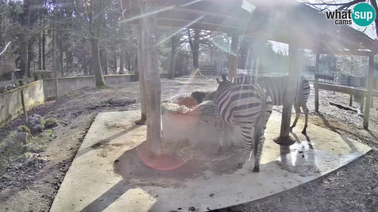 Le Zebre nello ZOO di Ljubljana – Slovenia Live webcam