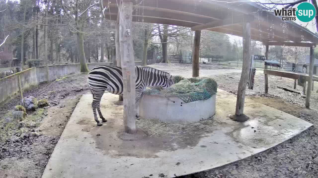 Live webcam Les zèbres in Ljubljana ZOO – Slovénie