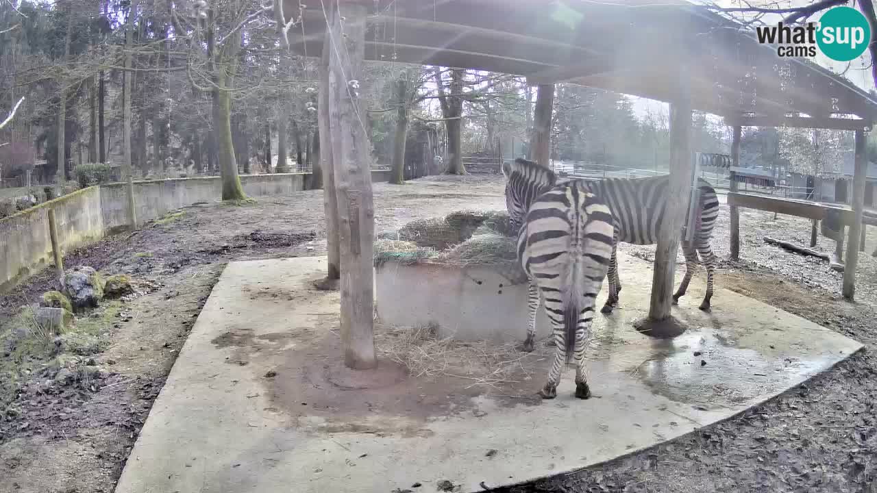 Le Zebre nello ZOO di Ljubljana – Slovenia Live webcam