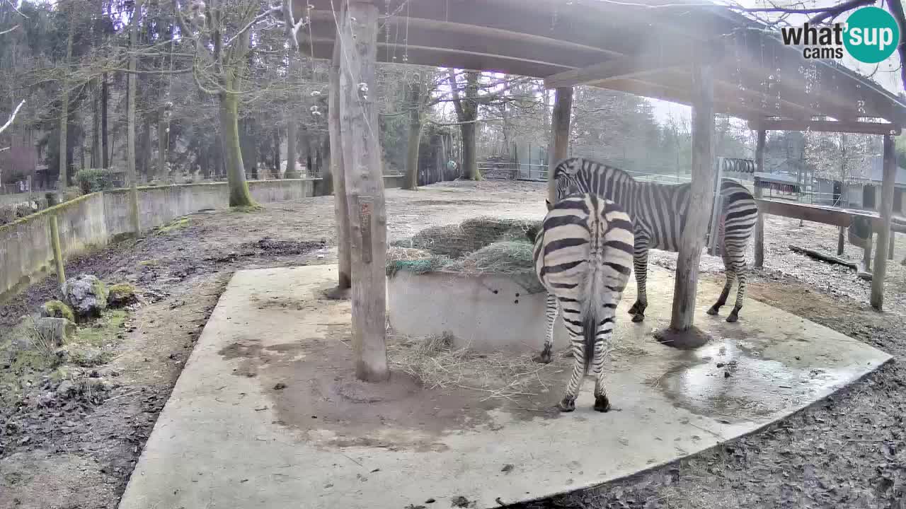 Zebre v živo v živalskem vrtu Ljubljana ZOO spletne kamere