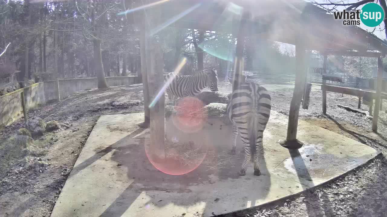 Le Zebre nello ZOO di Ljubljana – Slovenia Live webcam