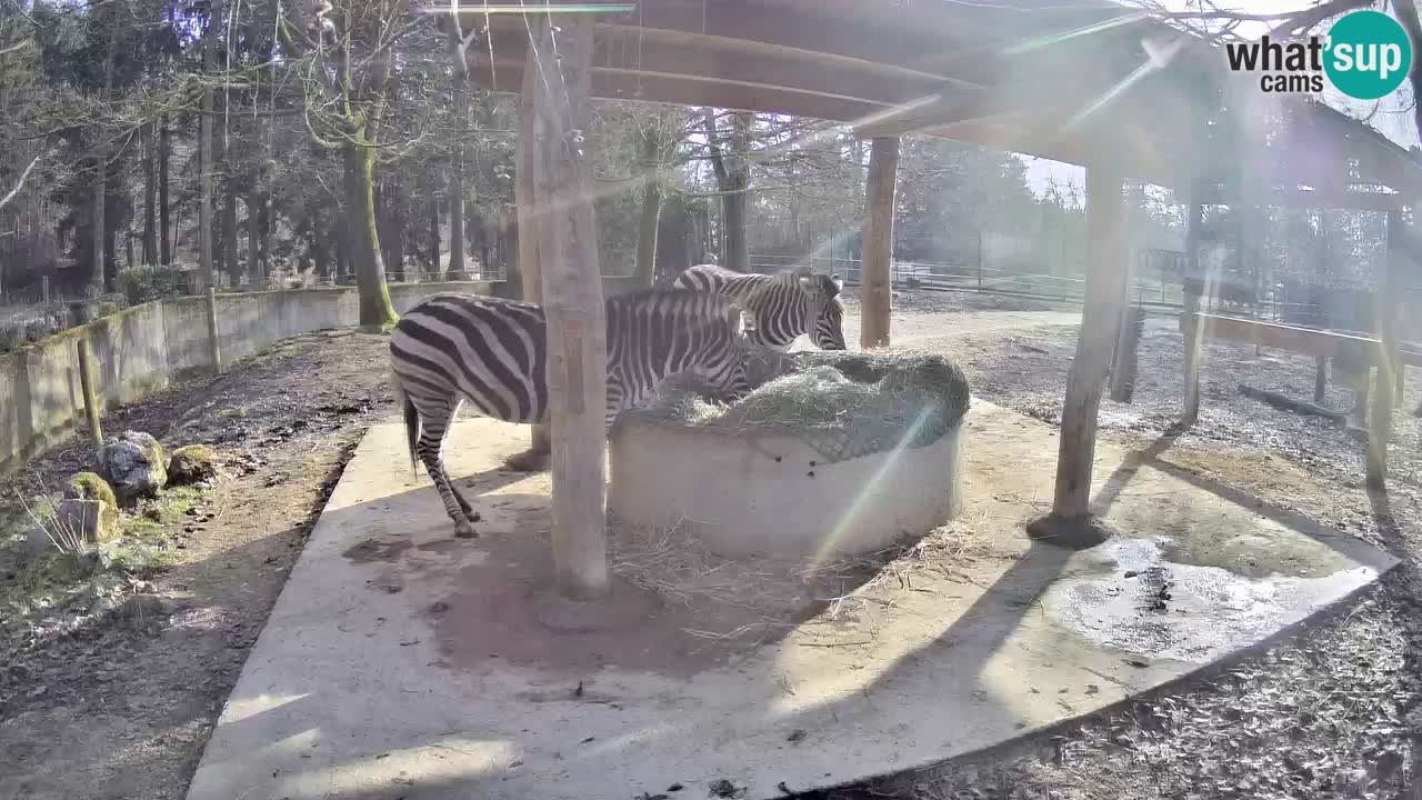 Live webcam Zebras in Ljubljana ZOO – Slovenia