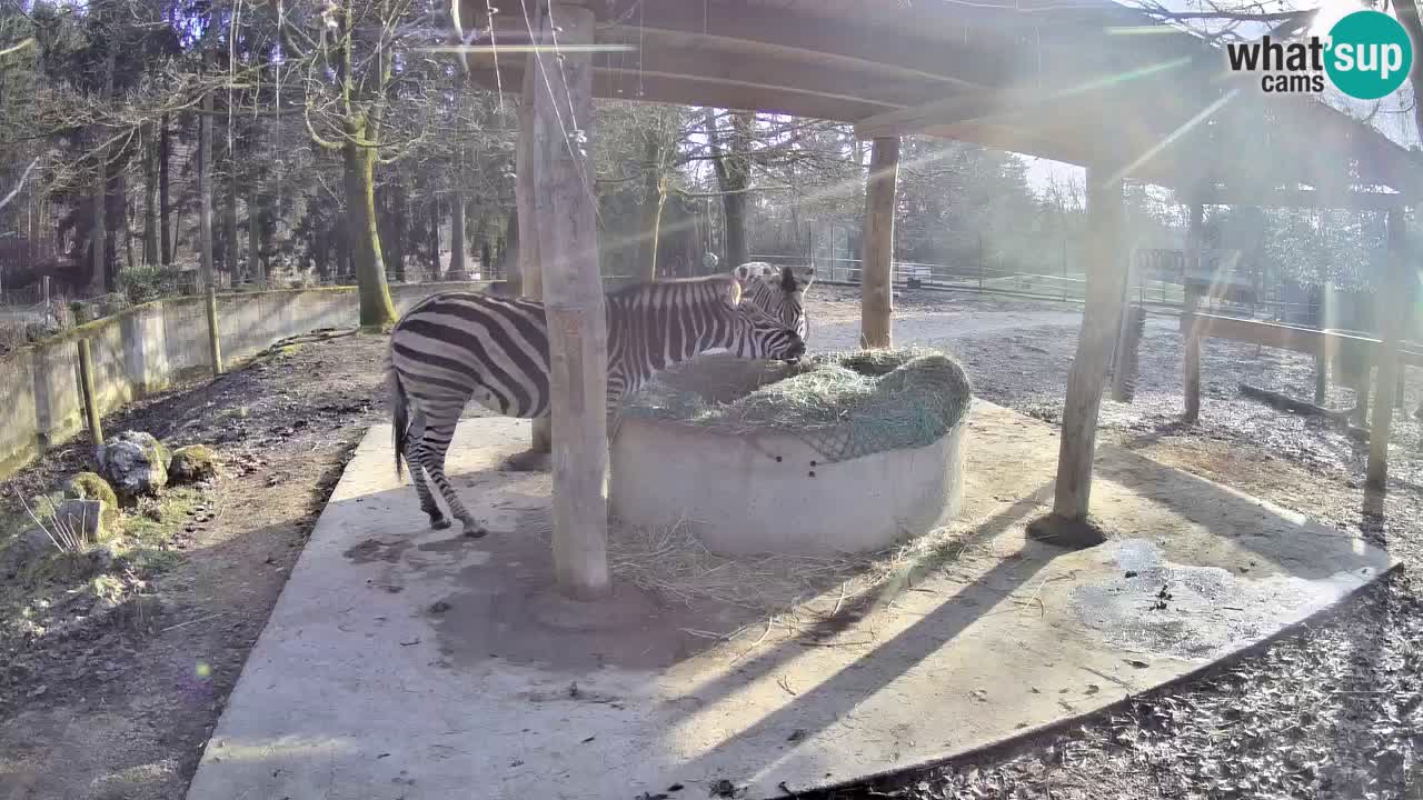 Live webcam Zebras in Ljubljana ZOO – Slovenia