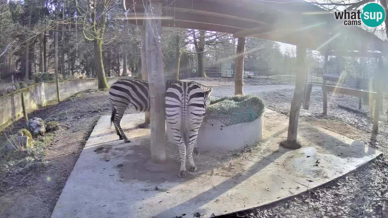 Zebre v živo v živalskem vrtu Ljubljana ZOO spletne kamere