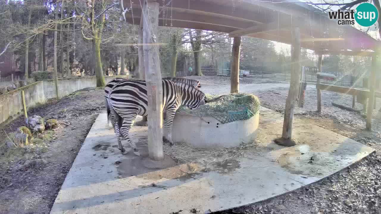 Live webcam Les zèbres in Ljubljana ZOO – Slovénie