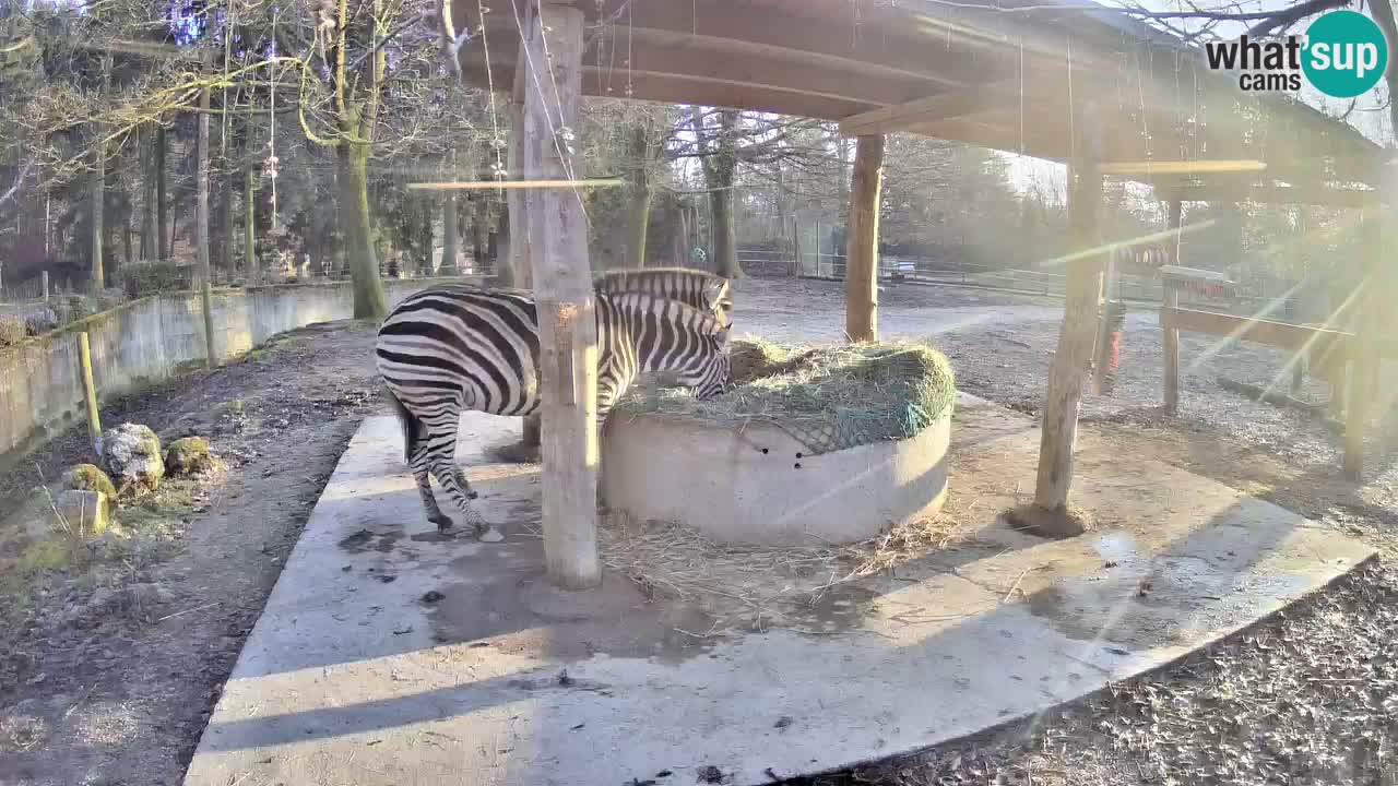 Live webcam Zebras in Ljubljana ZOO – Slovenia