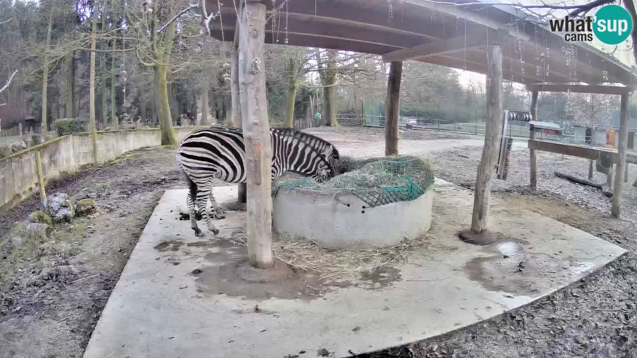 Live webcam Zebras in Ljubljana ZOO – Slovenia