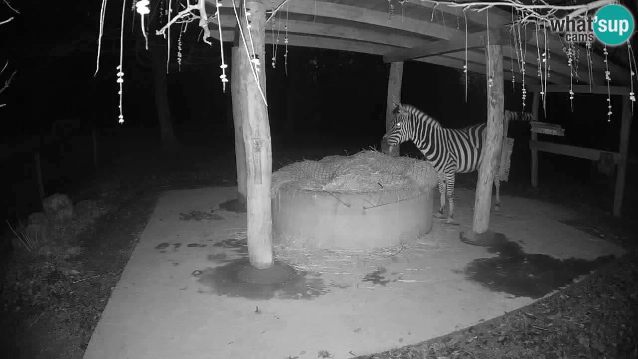 Live webcam Zebras in Ljubljana ZOO – Slovenia