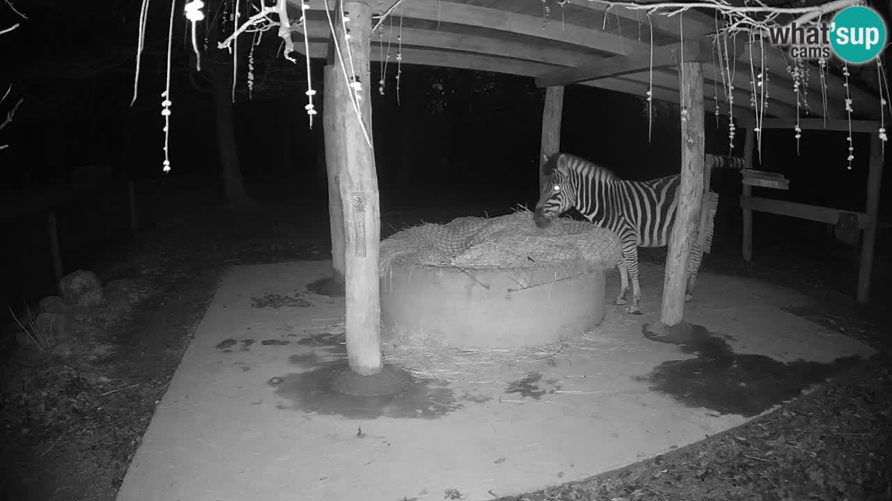 Live webcam Zebras in Ljubljana ZOO – Slovenia