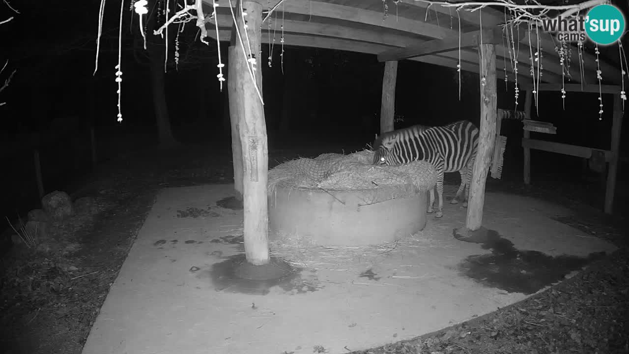 Live webcam Zebras in Ljubljana ZOO – Slovenia