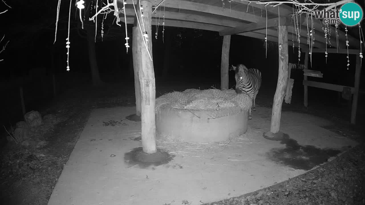 Live webcam Zebras in Ljubljana ZOO – Slovenia