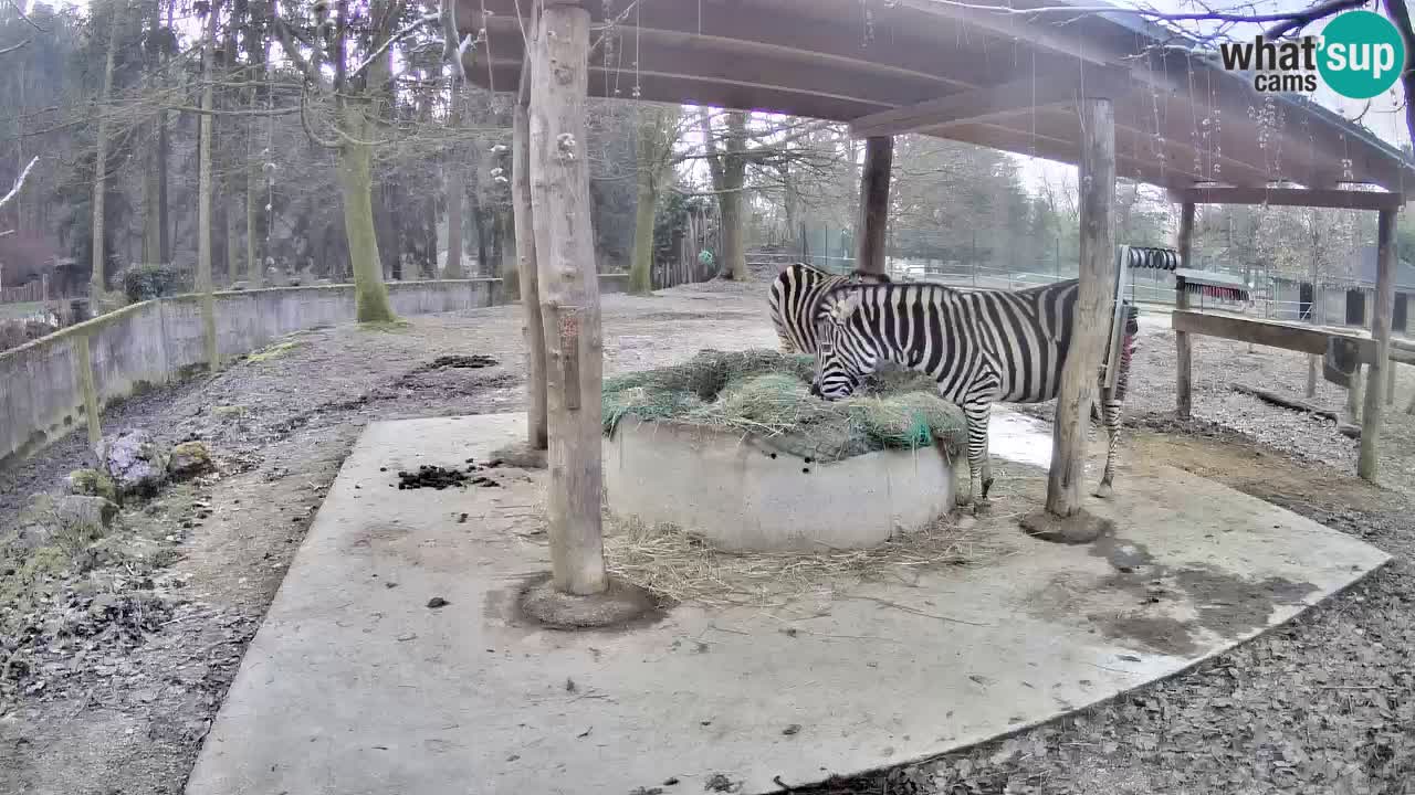 Live webcam Zebras in Ljubljana ZOO – Slovenia