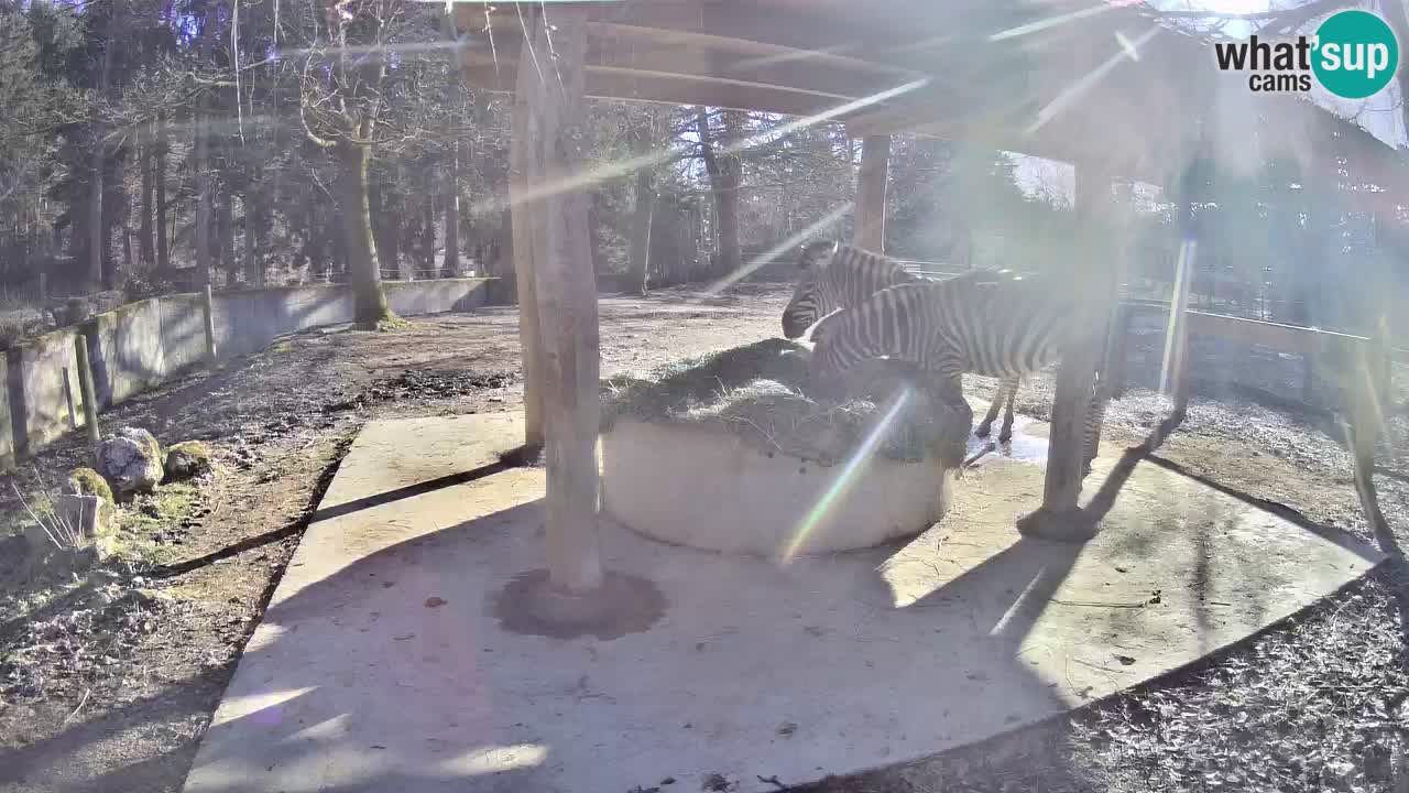 Live webcam Zebras in Ljubljana ZOO – Slovenia