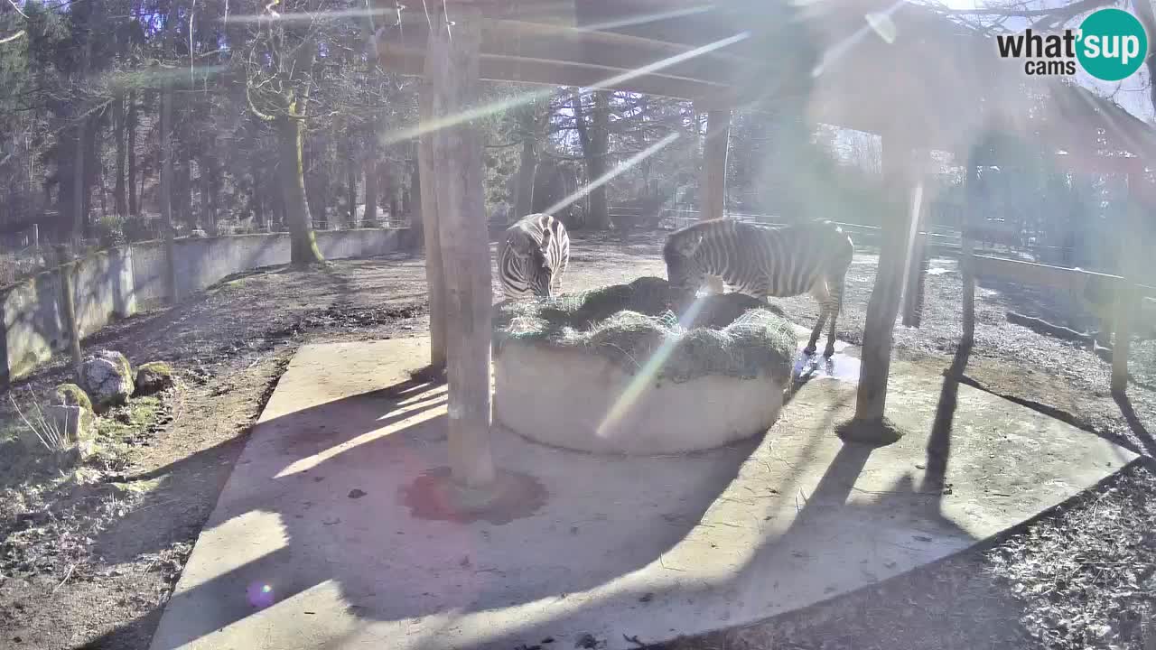 Live Webcam Zebras in Ljubljana ZOO – Slowenien