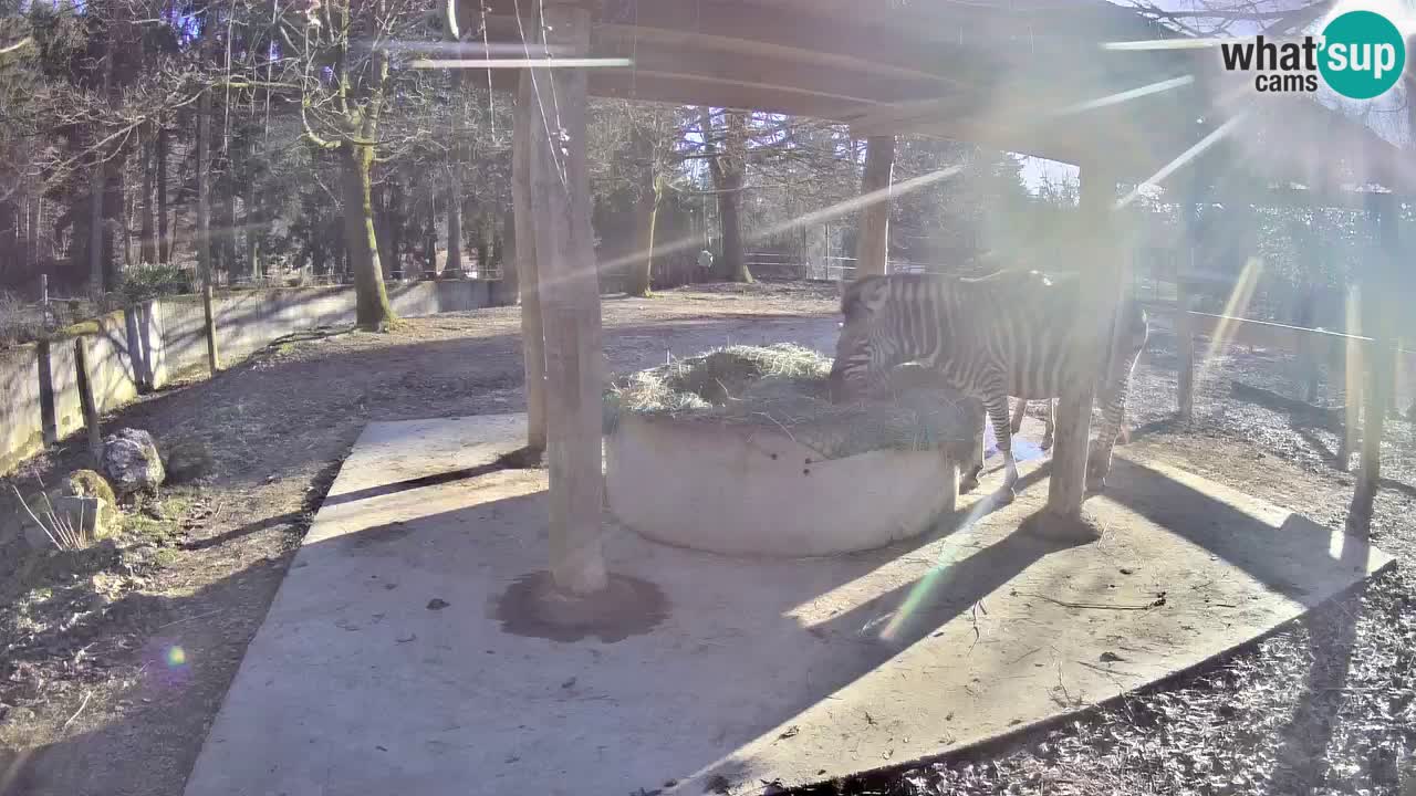 Live webcam Les zèbres in Ljubljana ZOO – Slovénie