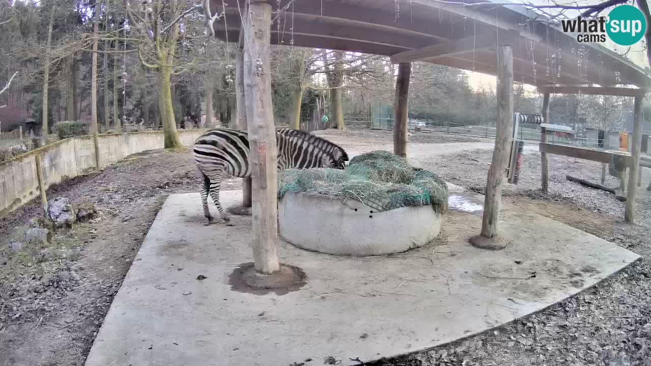 Live webcam Les zèbres in Ljubljana ZOO – Slovénie