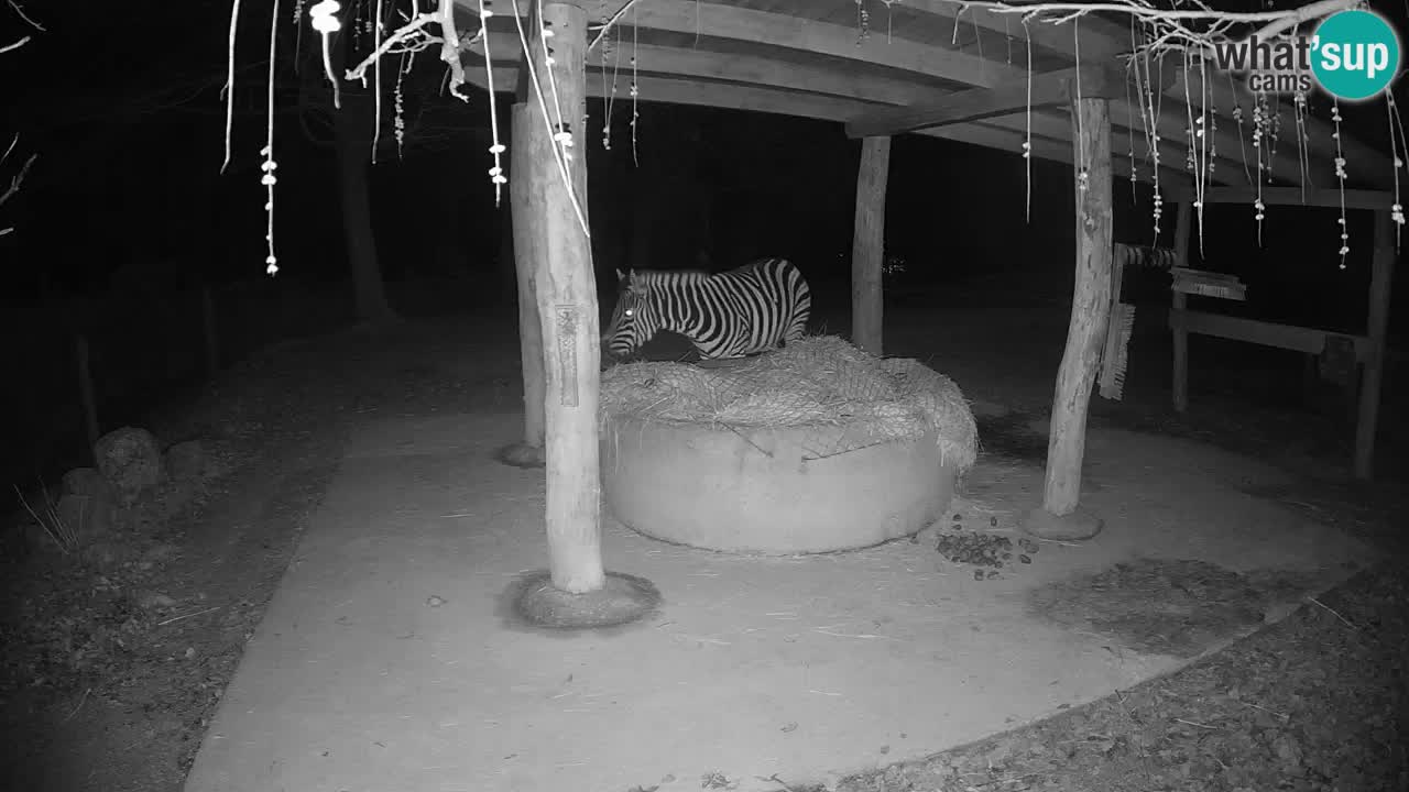 Live webcam Zebras in Ljubljana ZOO – Slovenia