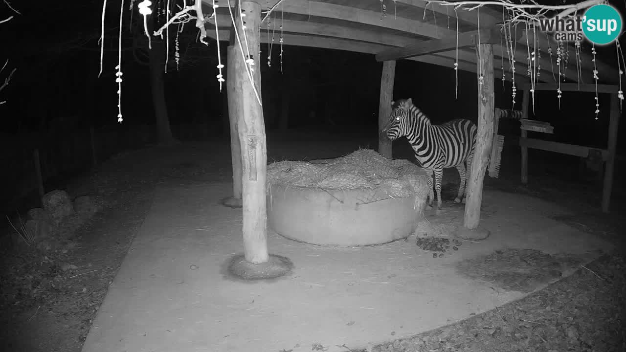 Live webcam Les zèbres in Ljubljana ZOO – Slovénie