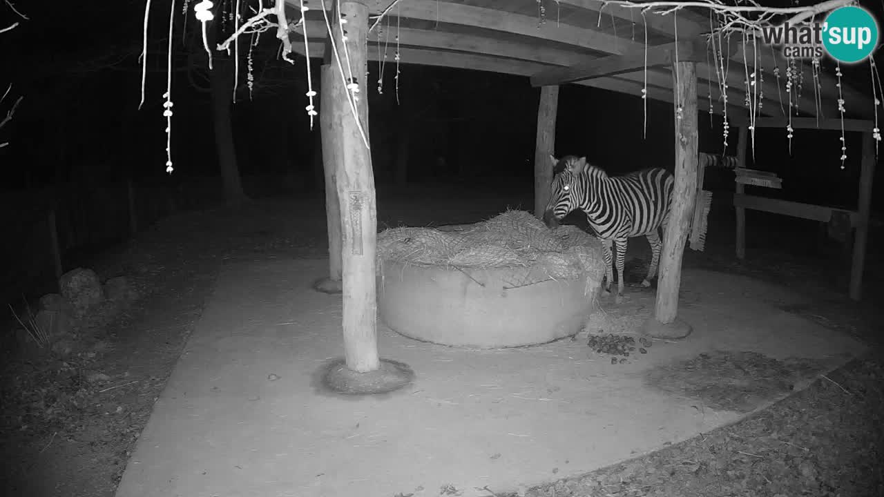 Le Zebre nello ZOO di Ljubljana – Slovenia Live webcam