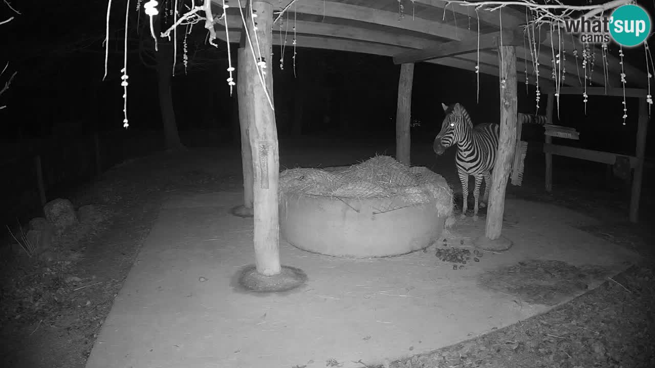 Live webcam Les zèbres in Ljubljana ZOO – Slovénie