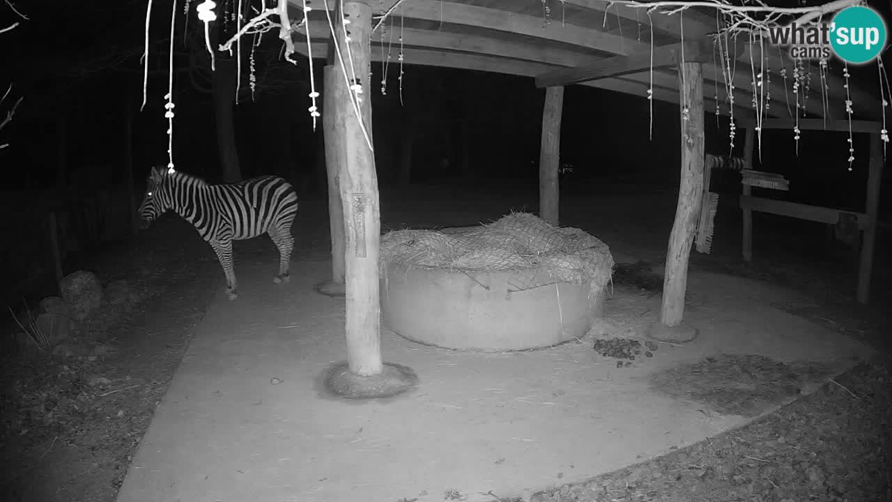 Live webcam Zebras in Ljubljana ZOO – Slovenia