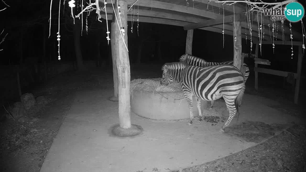 Live Webcam Zebras in Ljubljana ZOO – Slowenien