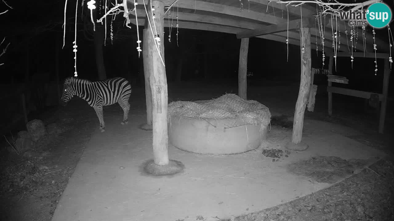 Le Zebre nello ZOO di Ljubljana – Slovenia Live webcam