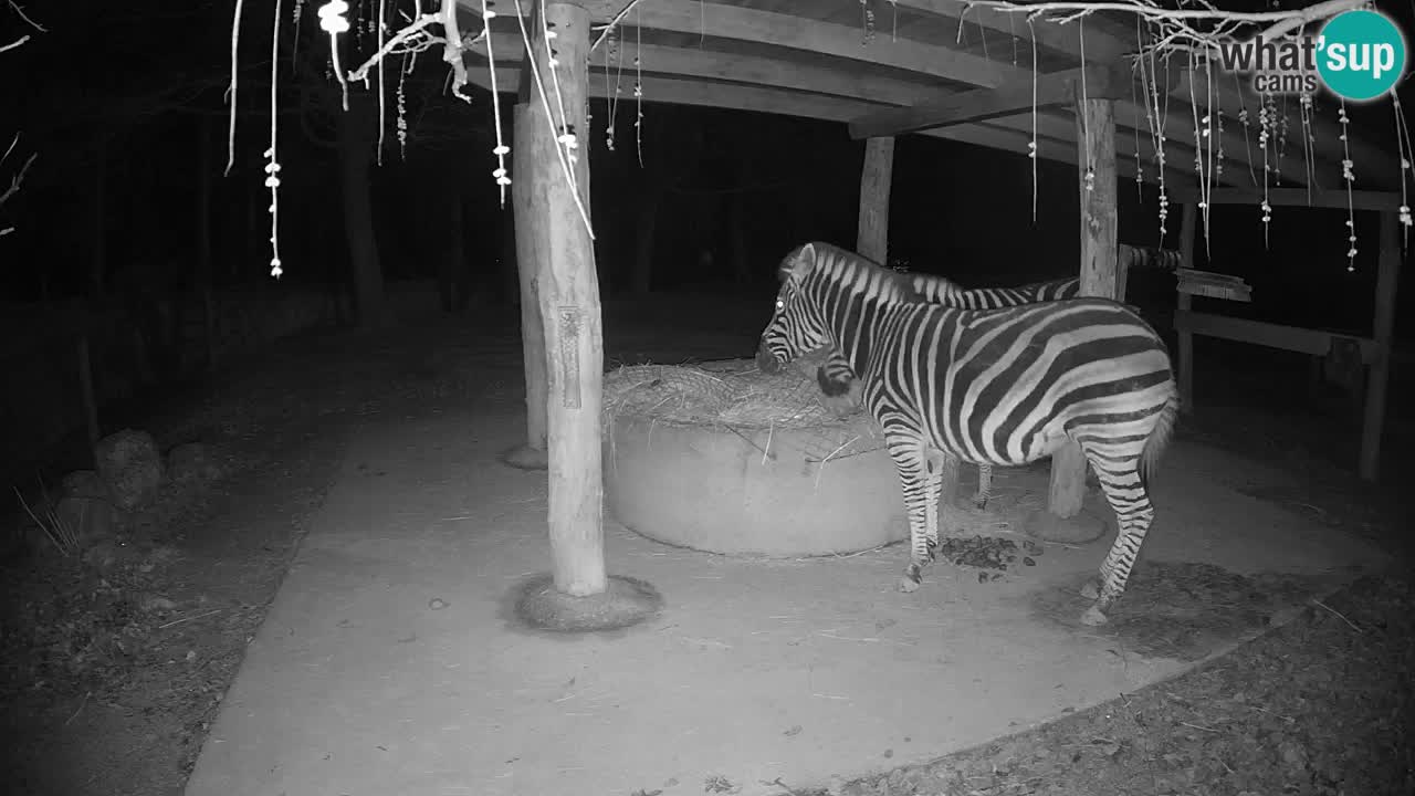 Live webcam Les zèbres in Ljubljana ZOO – Slovénie