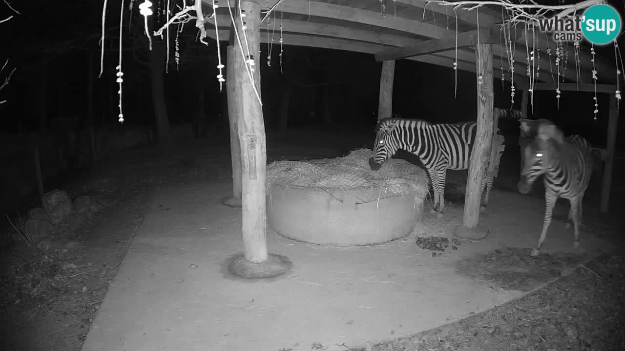 Live Webcam Zebras in Ljubljana ZOO – Slowenien