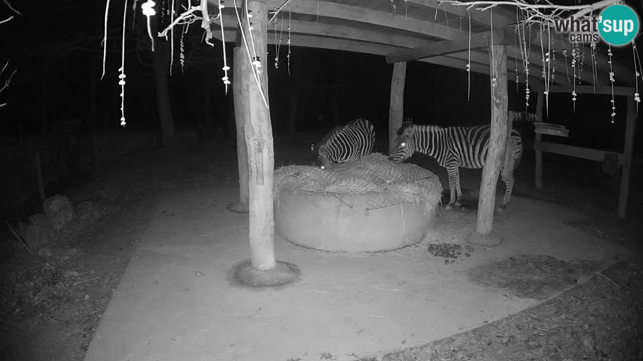 Live webcam Zebras in Ljubljana ZOO – Slovenia