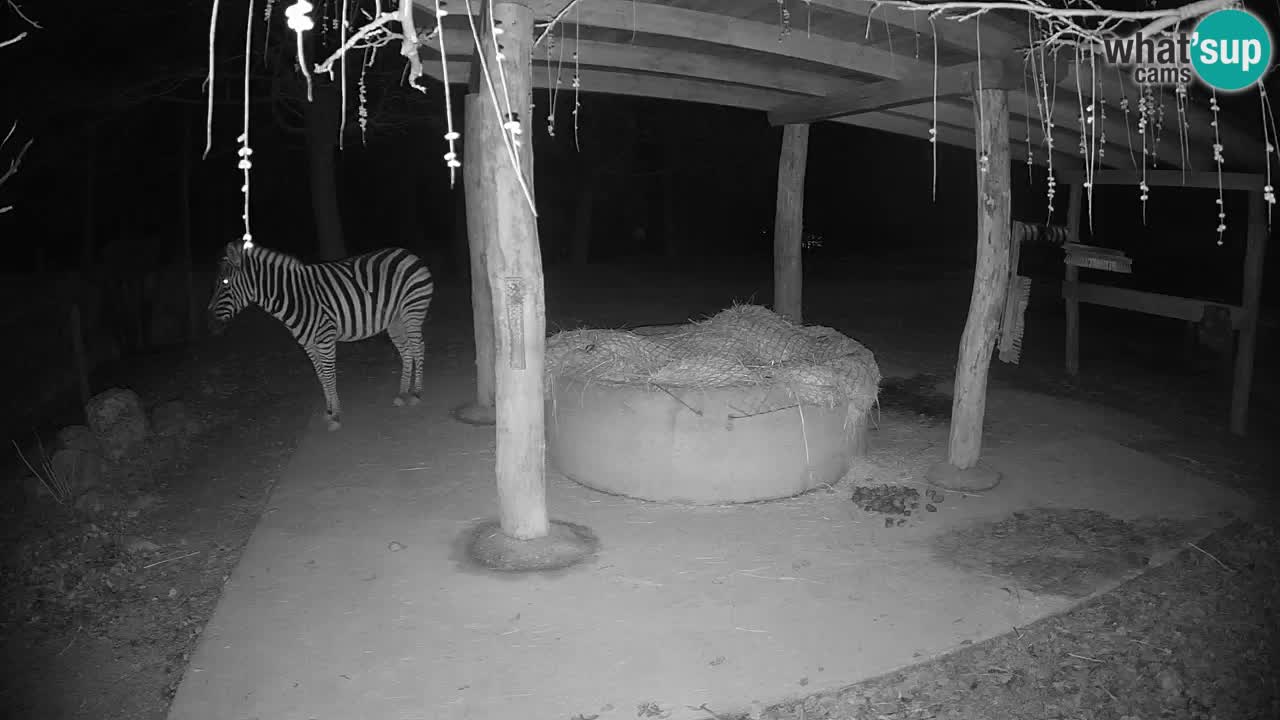 Live webcam Les zèbres in Ljubljana ZOO – Slovénie