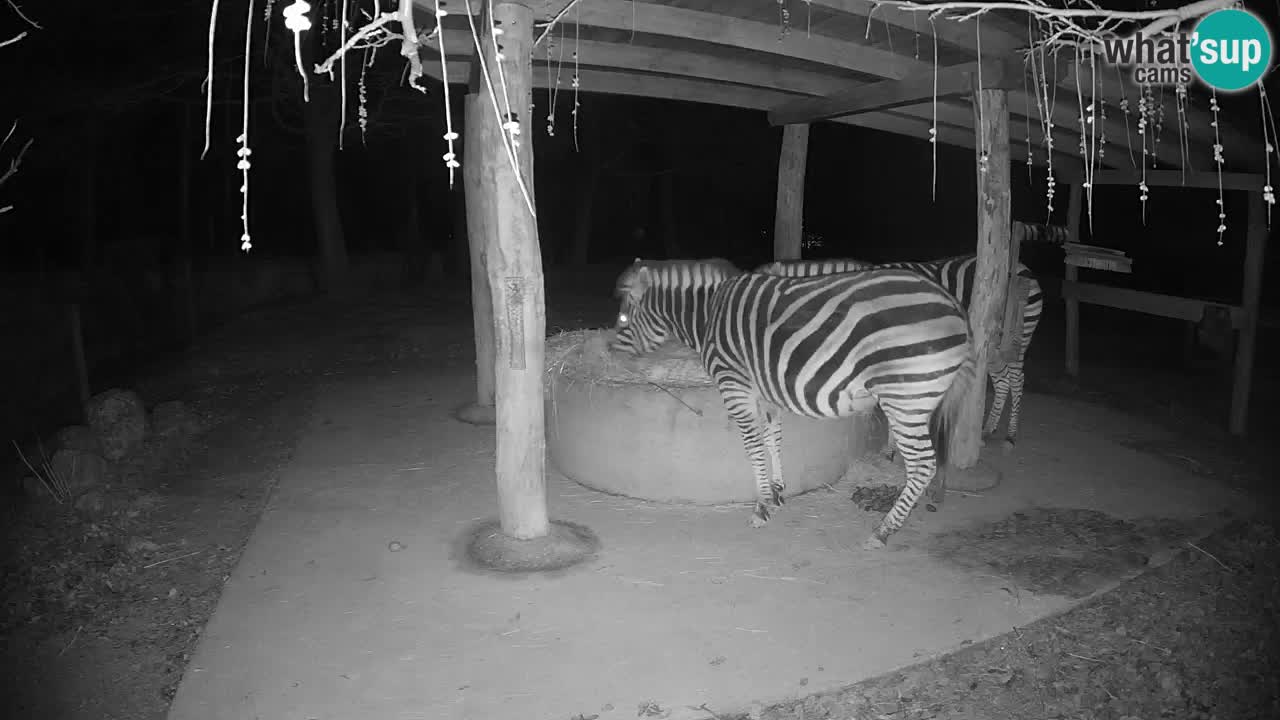 Live webcam Les zèbres in Ljubljana ZOO – Slovénie