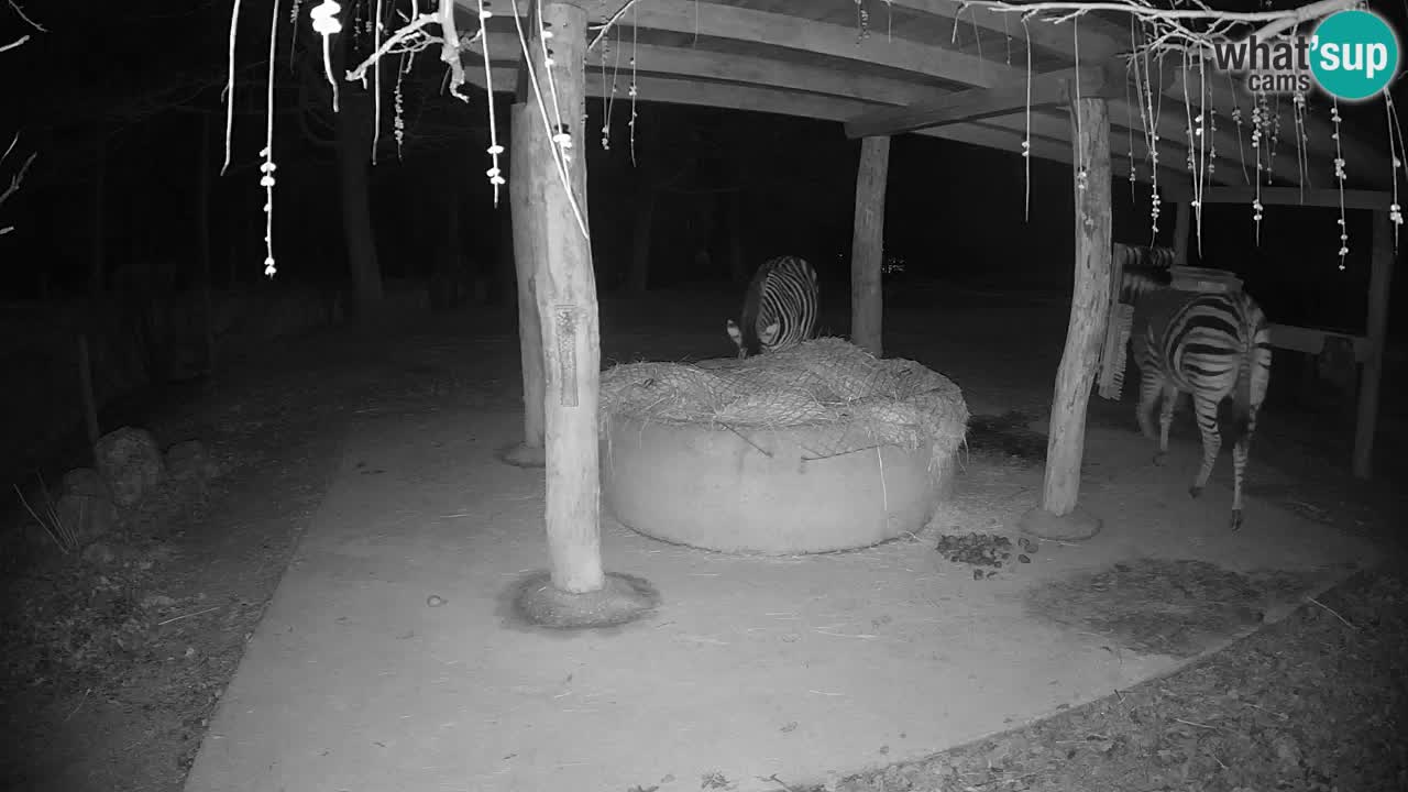 Live Webcam Zebras in Ljubljana ZOO – Slowenien