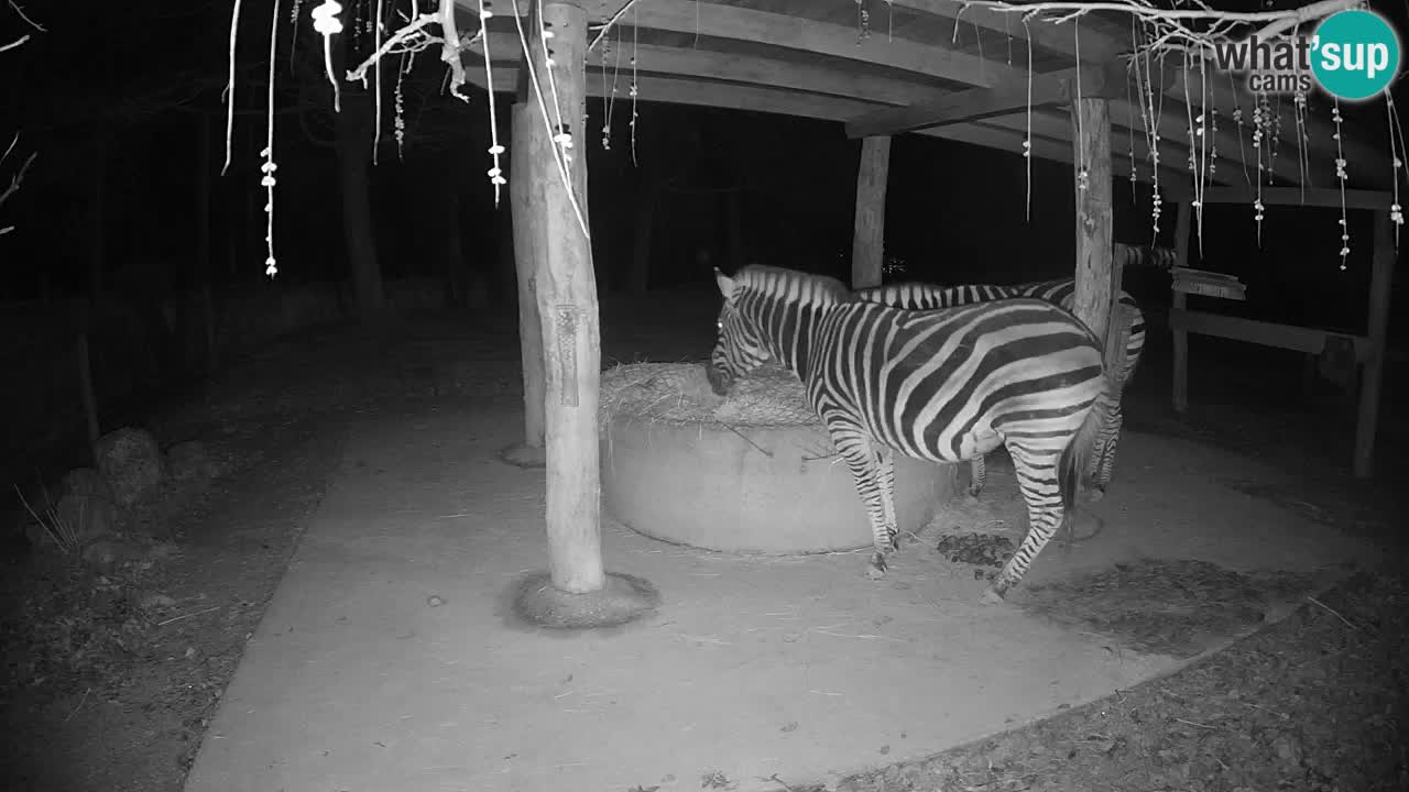 Live webcam Les zèbres in Ljubljana ZOO – Slovénie