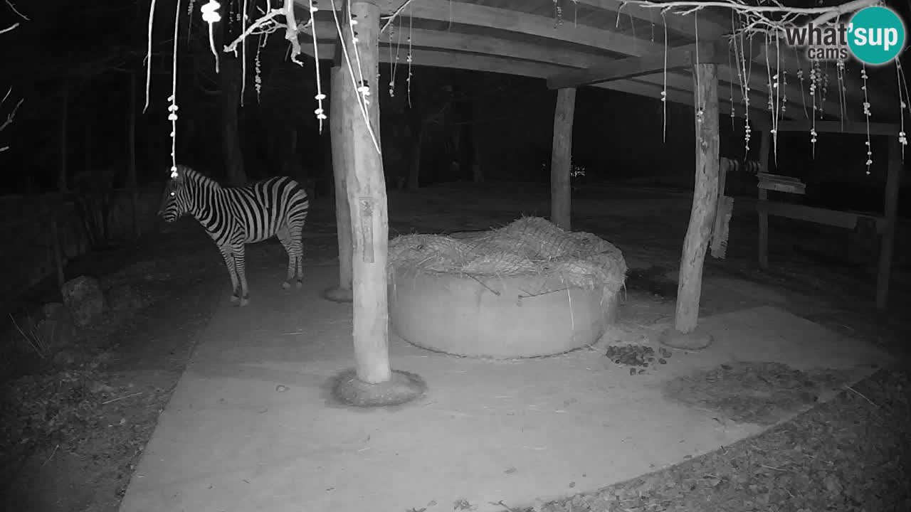 Live webcam Zebras in Ljubljana ZOO – Slovenia